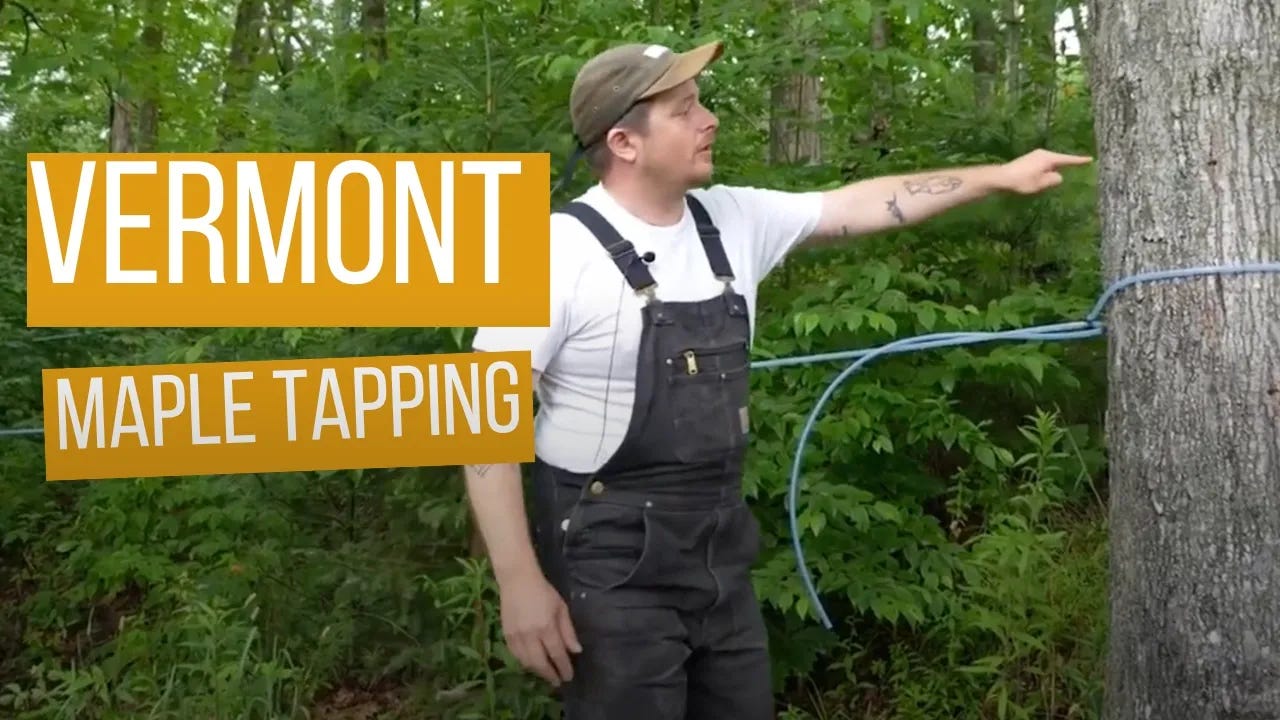 Man standing next to maple syrup tree with tubings wrapped around tree.