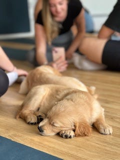 Golden retriever puppy yoga