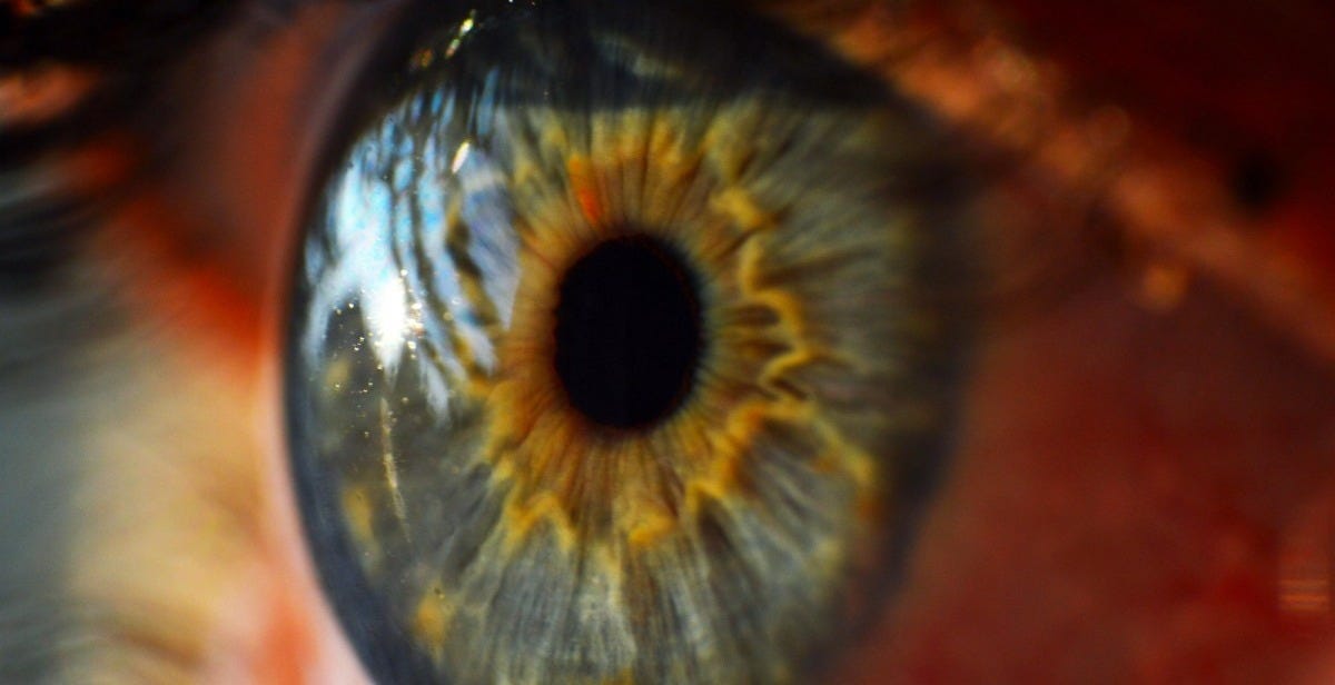 photography, leaf, flower, view, looking, red, color, macro, colorful, yellow, eyelid, close up, human body, iris, eye, vision, look, anatomy, organ, eyelashes, optical, macro photography, optic, eyesight, cornea, human eye