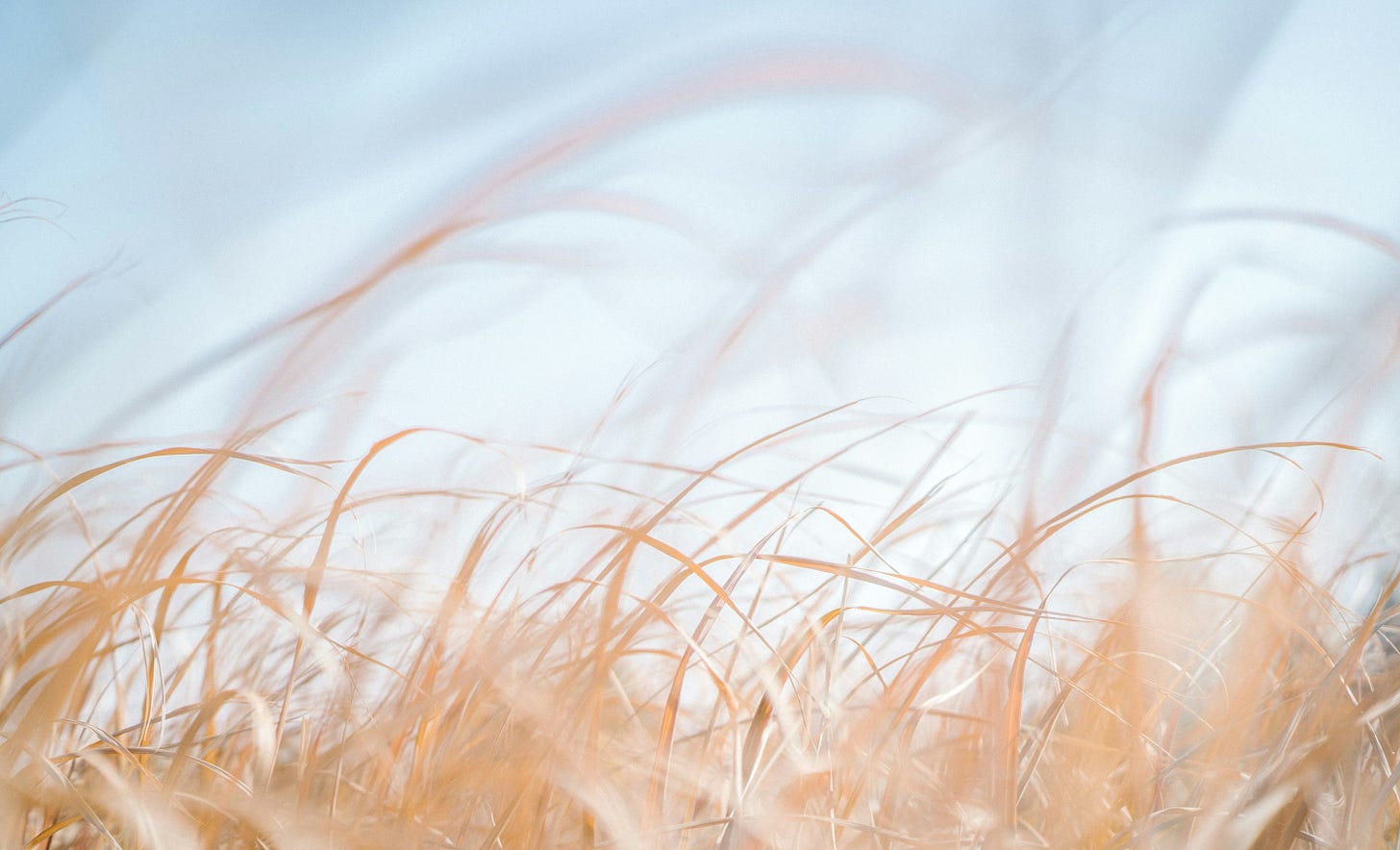 a blurry photo of a field of tall grass