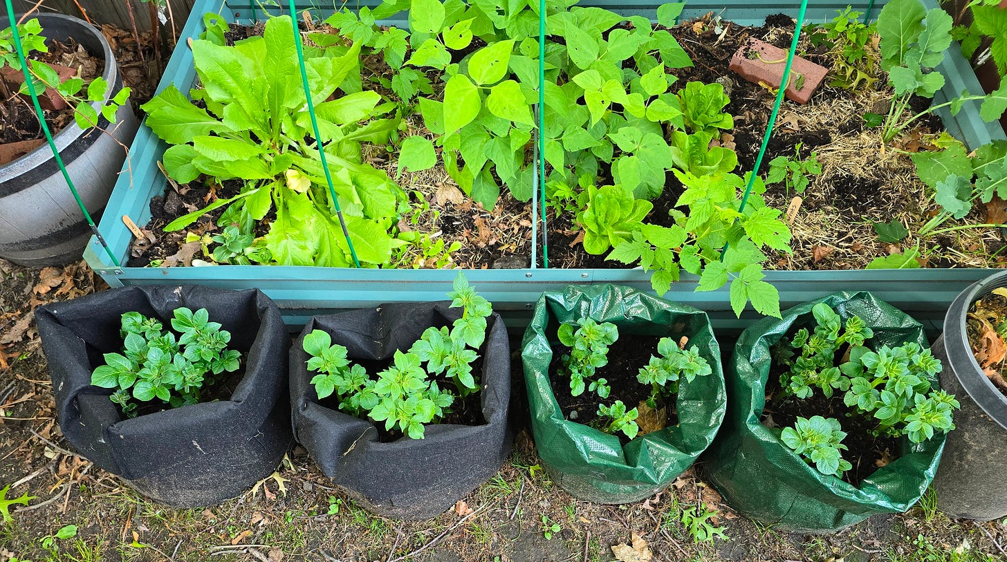 Four grow bags with potato plants sit beside a raised bed full of beans. Four grow bags with potato plants sit beside a raised bed full of beans.