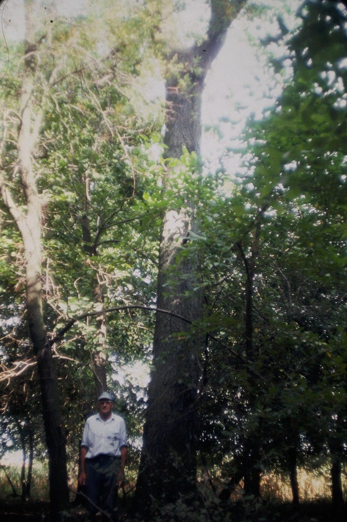 Ralph Kreider with Bur Oak - photo Greg Williams