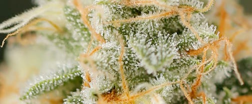 A close up of a plant

AI-generated content may be incorrect.