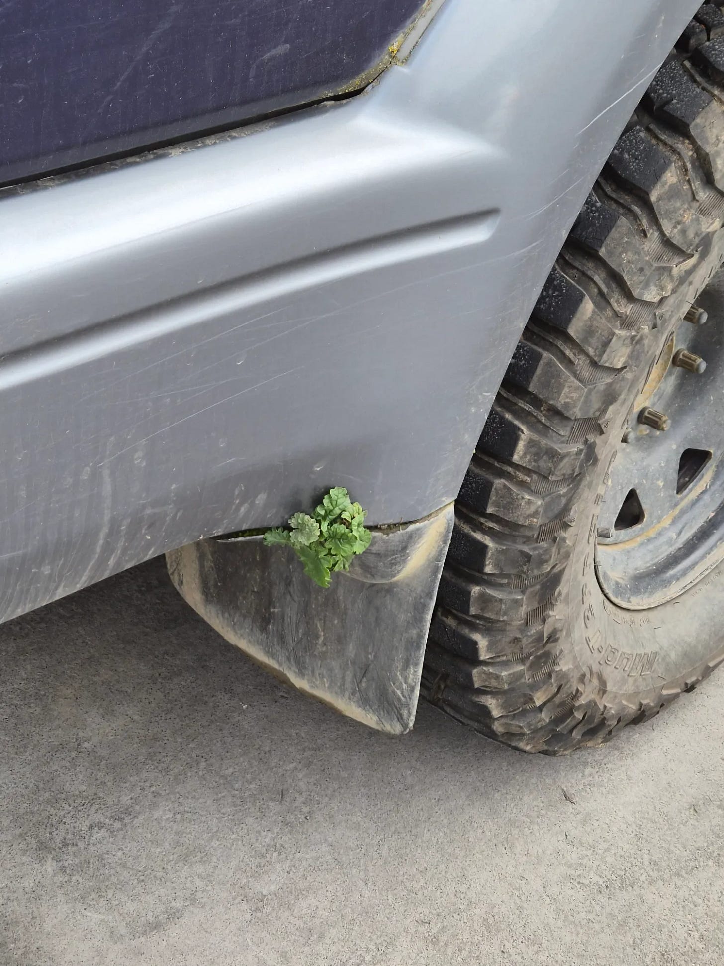 May be an image of grasshopper, tire, car, minivan, bandage and text
