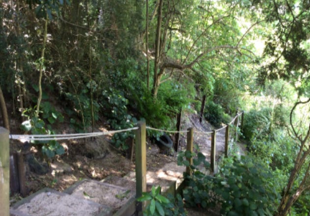 steps in the gully with forest