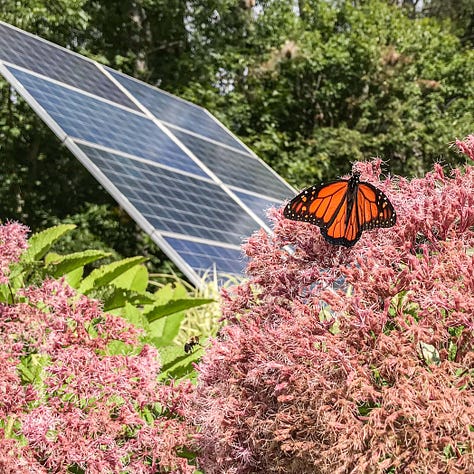 Triptych: Each contains large pink flowers and at least one winged black and orange butterfly