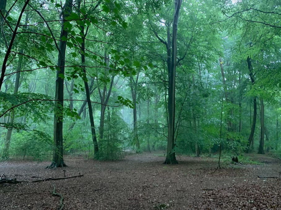 A misty forest scene with tall, slender trees and a dense canopy of green leaves. The ground is covered with a layer of fallen brown leaves and scattered twigs. The light fog in the background adds a sense of calm and mystery to the tranquil woodland setting.
