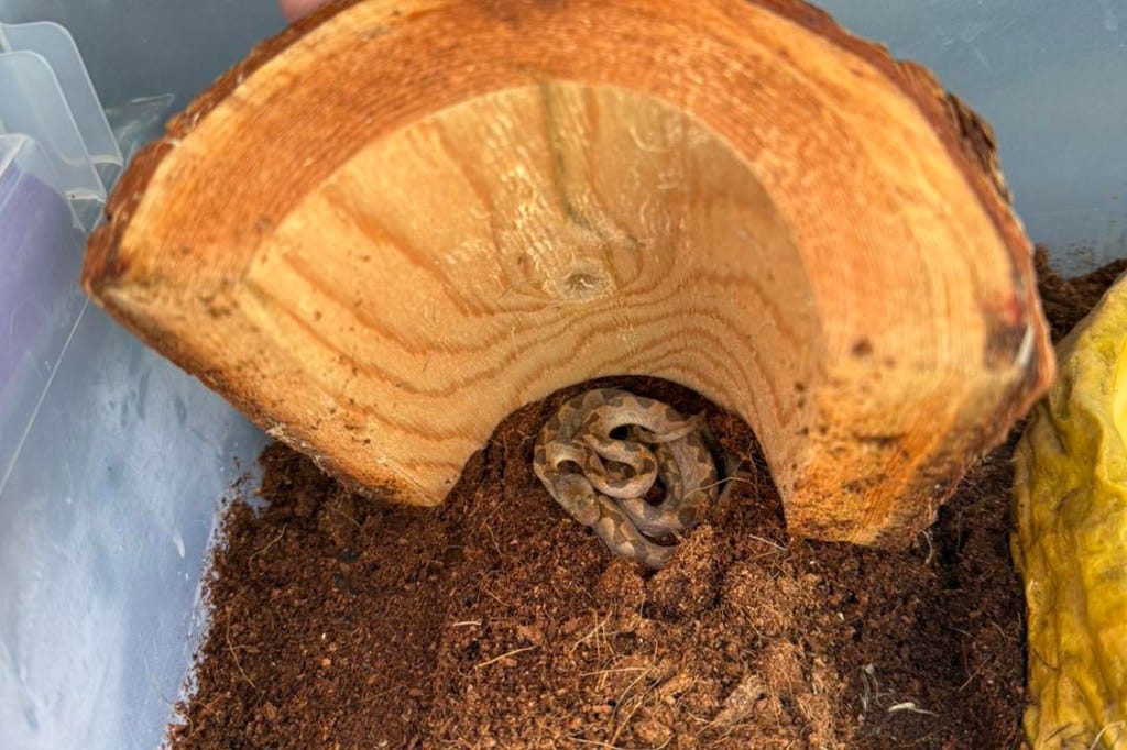 A New Hampshire Banana Snake from Ecuador in a log