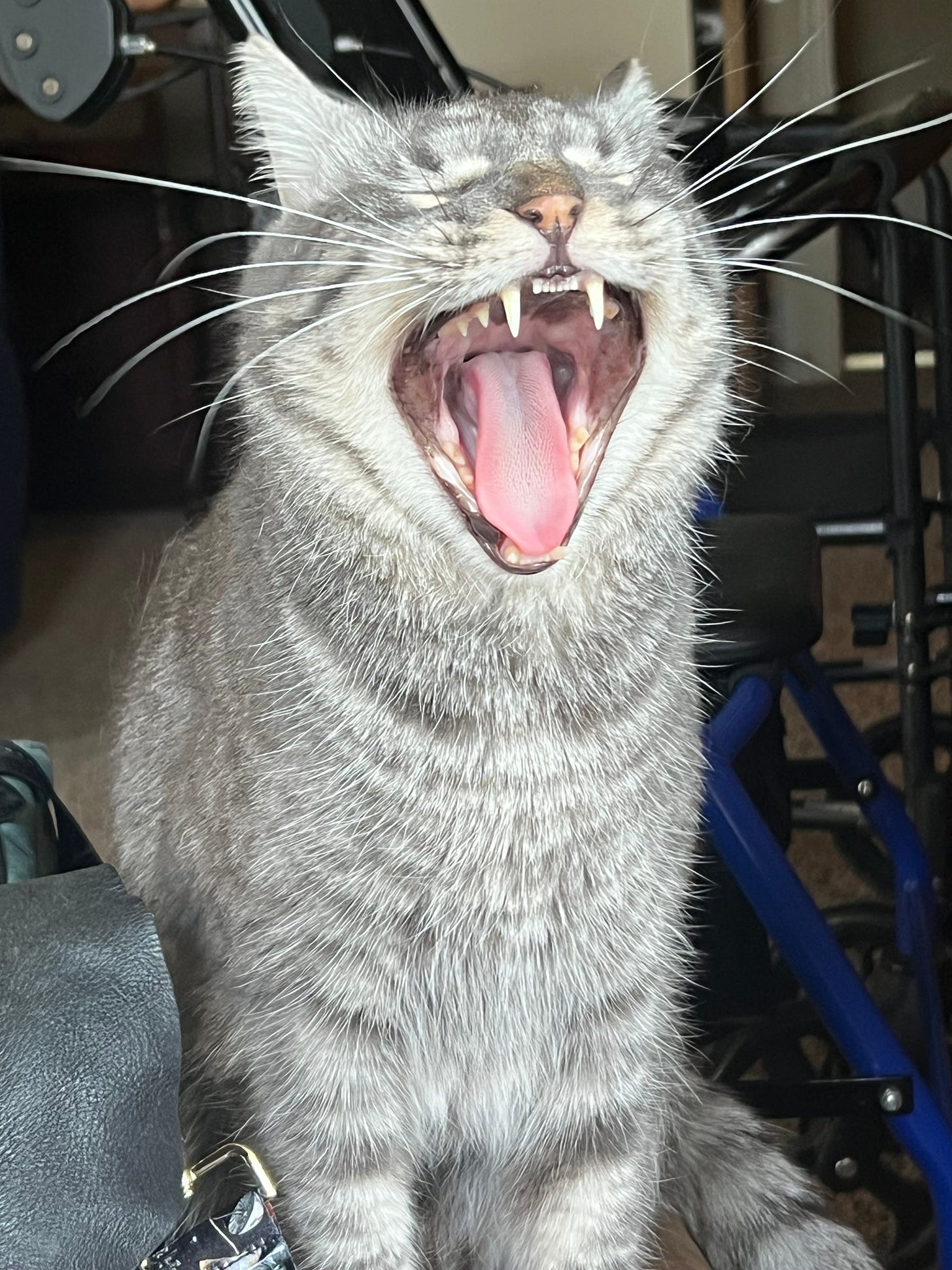 A gray tabby cat with soft grey striped fur yawning with mouth completely open, pink tongue and teeth showing, eyes tightly shut and orange nose scrunched. A gray tabby cat with soft grey striped fur yawning with mouth completely open, pink tongue and teeth showing, eyes tightly shut and orange nose scrunched.
