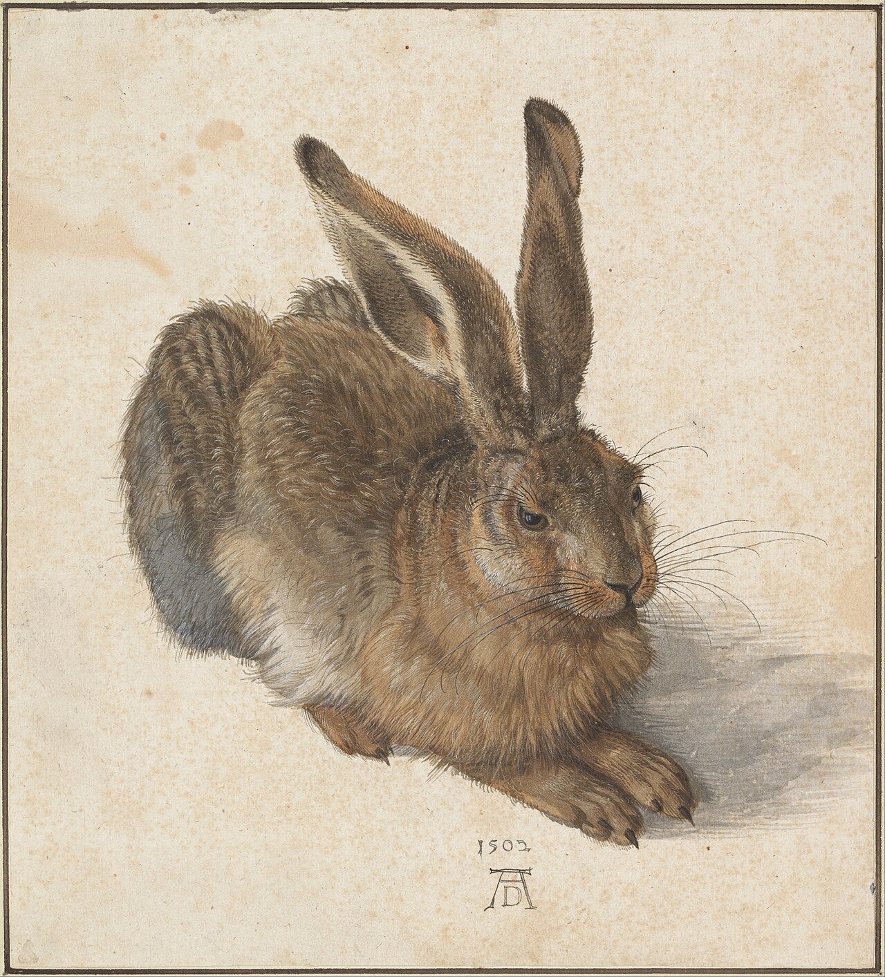 Albrecht Dürer, Young Hare, 1502 Albrecht Dürer, Young Hare, 1502