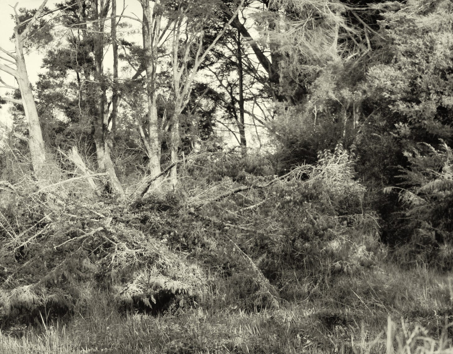 Siver gelatin paper negative of fallen Macrocarpa trees at McKinley Rd Siver gelatin paper negative of fallen Macrocarpa trees at McKinley Rd