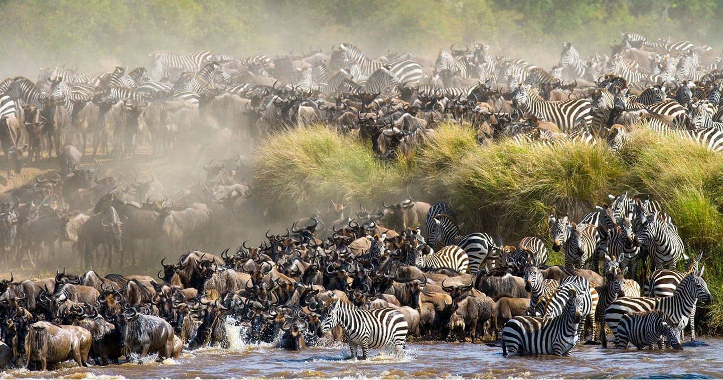 The Great Migration in Masai Mara, Kenya