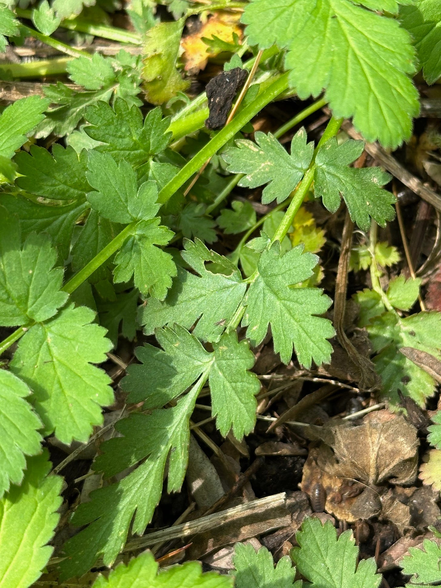 basal leaves of Geum urbanum basal leaves of Geum urbanum