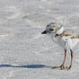Plover