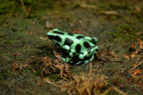 Frogs from around the world...