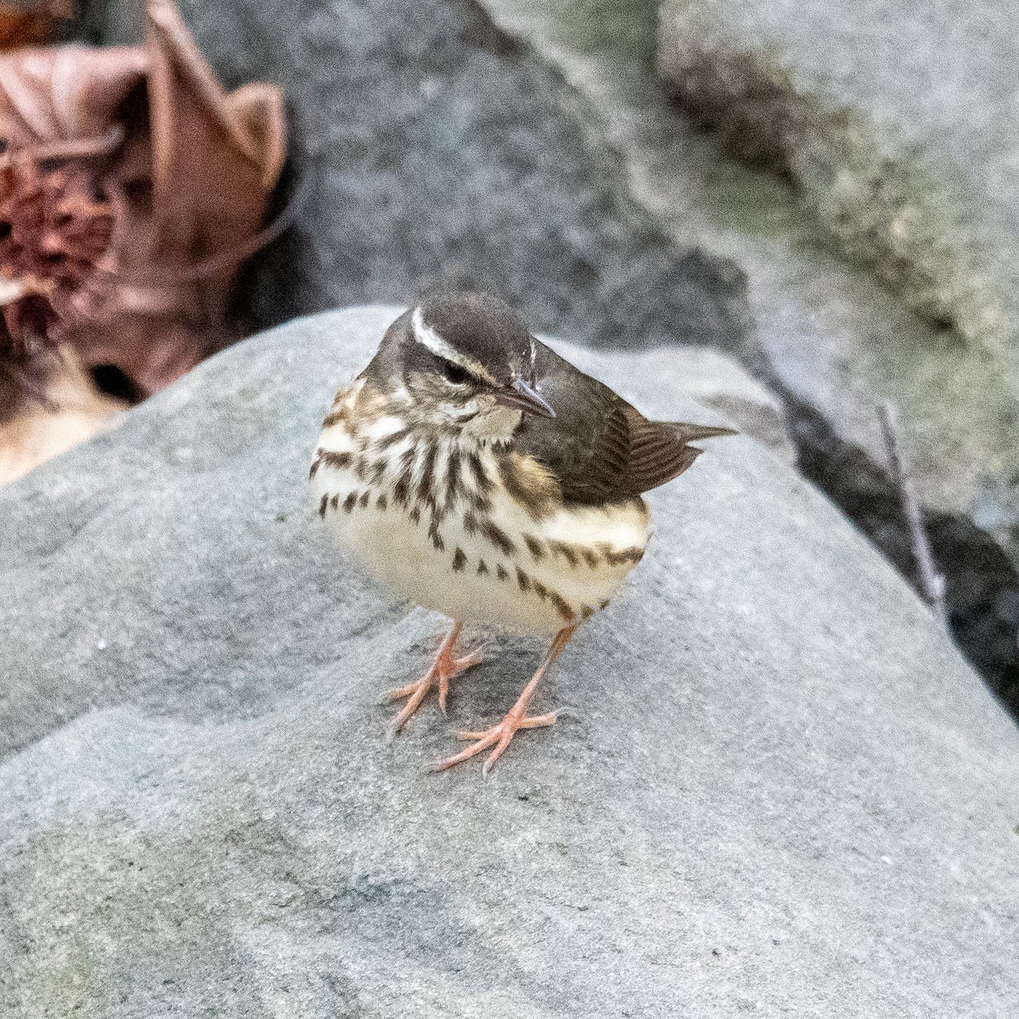 A warbler with a brown back, a white chin, a streaked chest, and pale pink legs stands on a gray rock