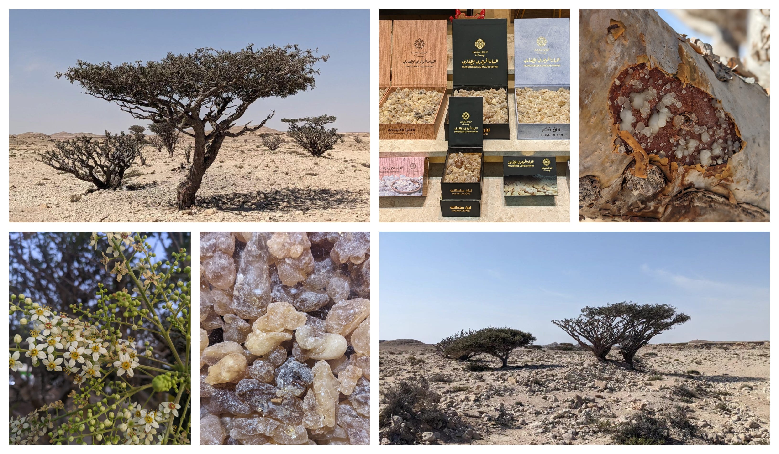 Frankincense Tree Frankincense Tree