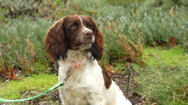 WA’S DIEBACK DOG SQUAD WA’S DIEBACK DOG SQUAD