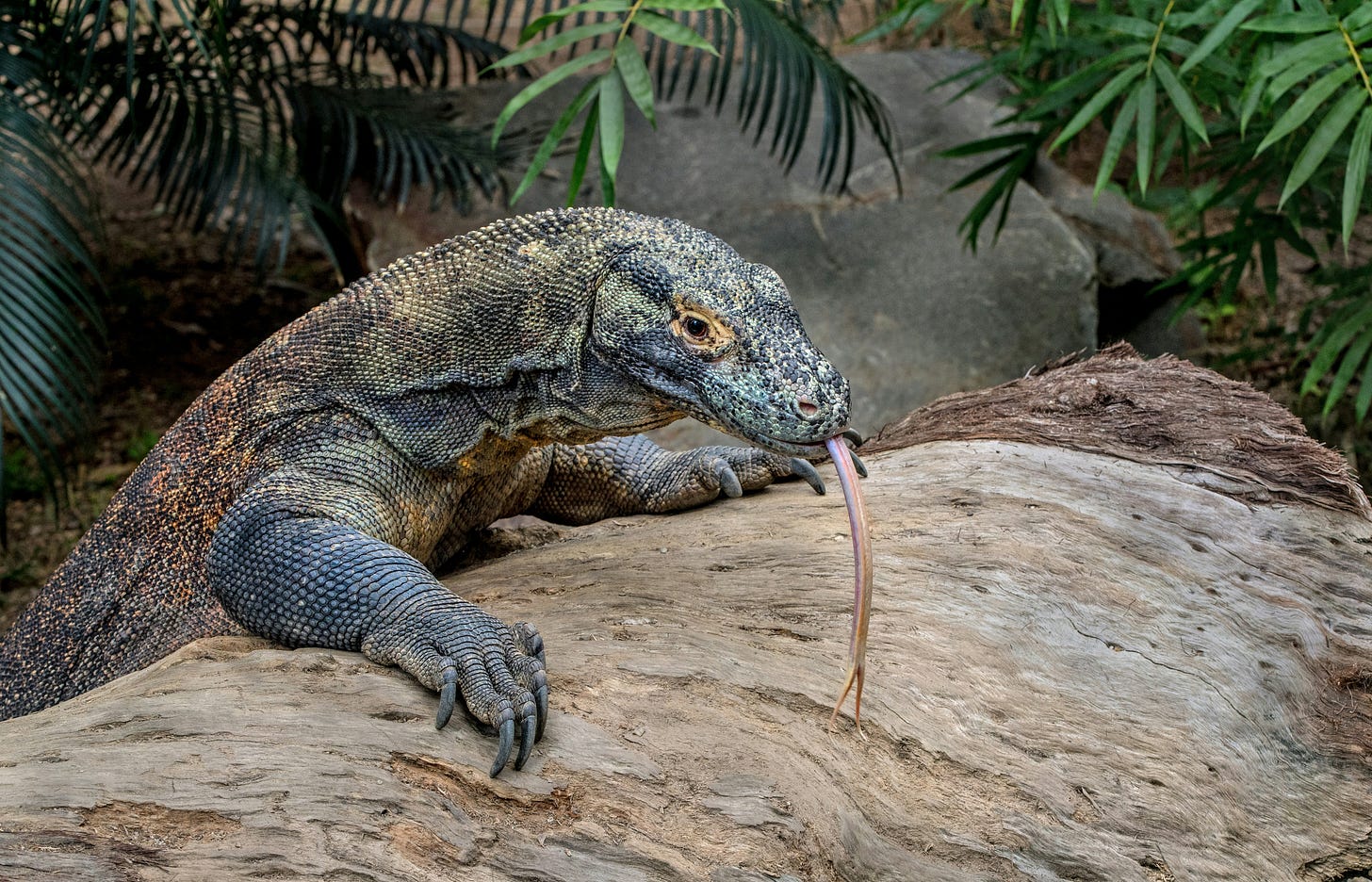 A picture of a Komodo Dragon. A Komodo Dragon uses its long tongue to smell as it explores. Photographed at Hartley’s Crocodile Adventures in Australia. Photo by David Clode on Unsplash