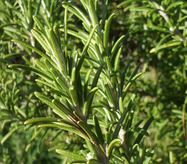 Flowers of lavender and leaves of rosemary