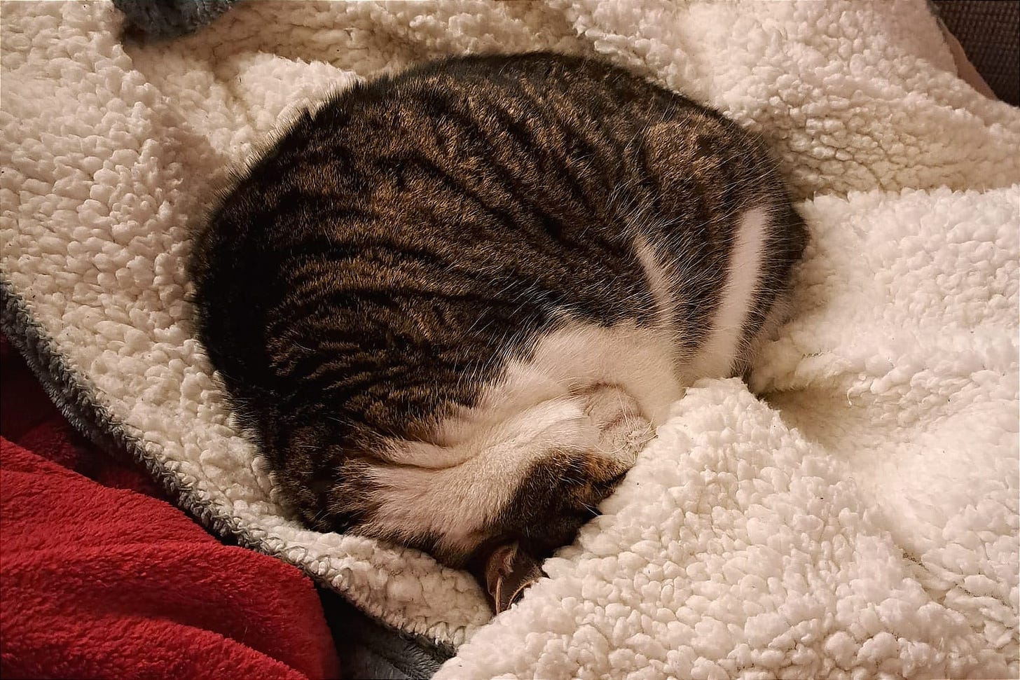 sleeping cat