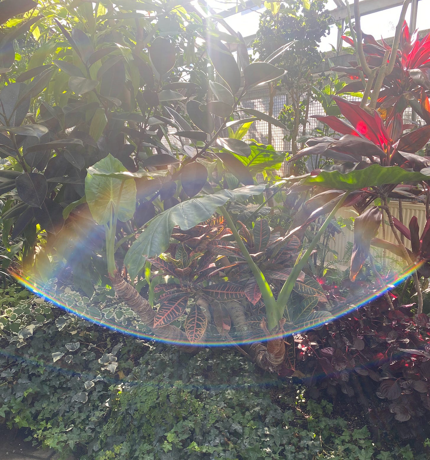 sun reflection rainbow in a shape that looks like an eye, with plants.