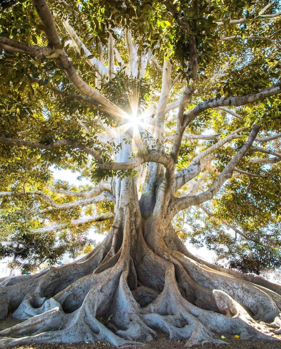 sun light passing through green leafed tree