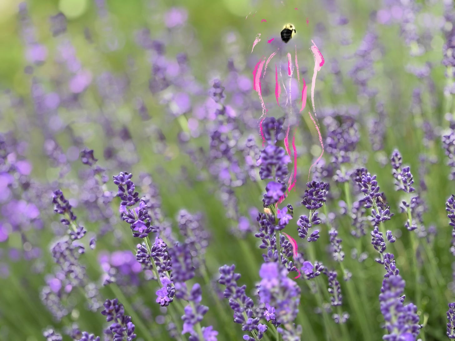 purple lavender growing in fields with bumble bee flying off on its own — plus hand-painted squiggles