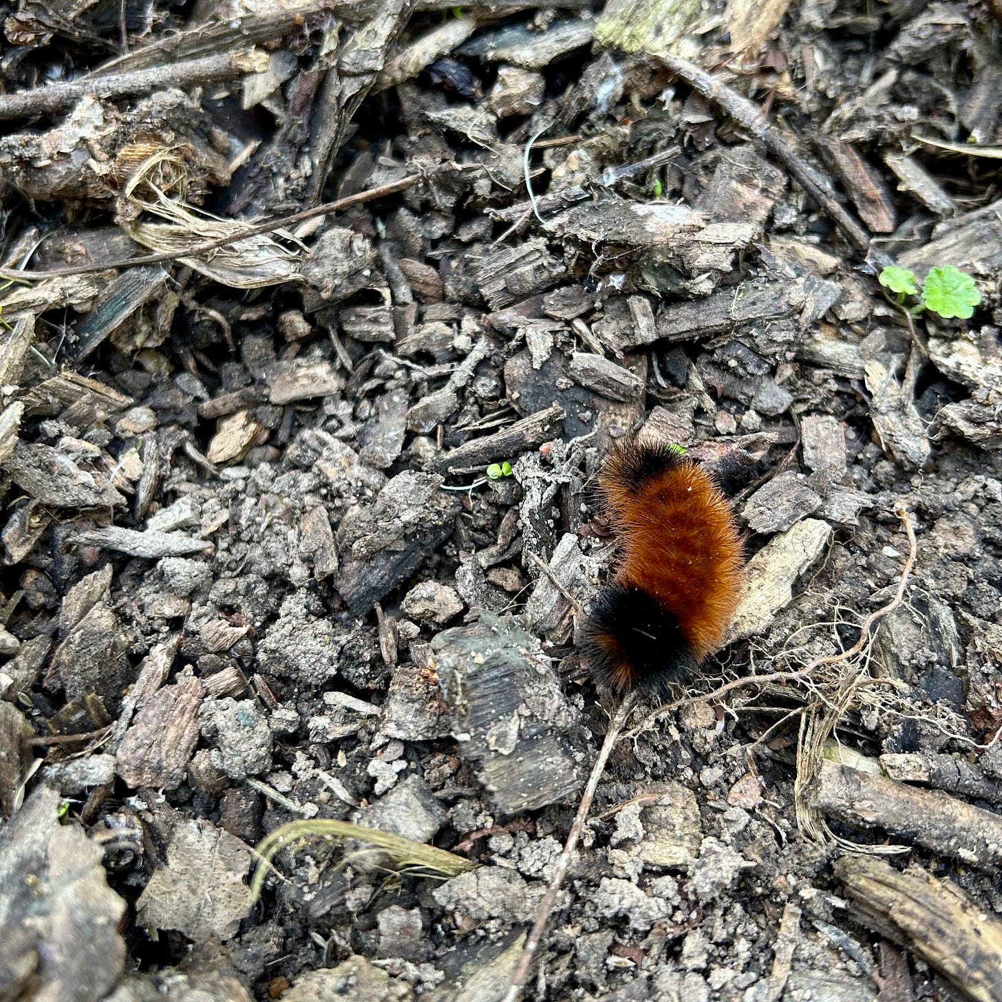 A woolly worm crawls along small bits of bark and mulch in Nicole's garden. Both ends are black, with a thick brown center band.