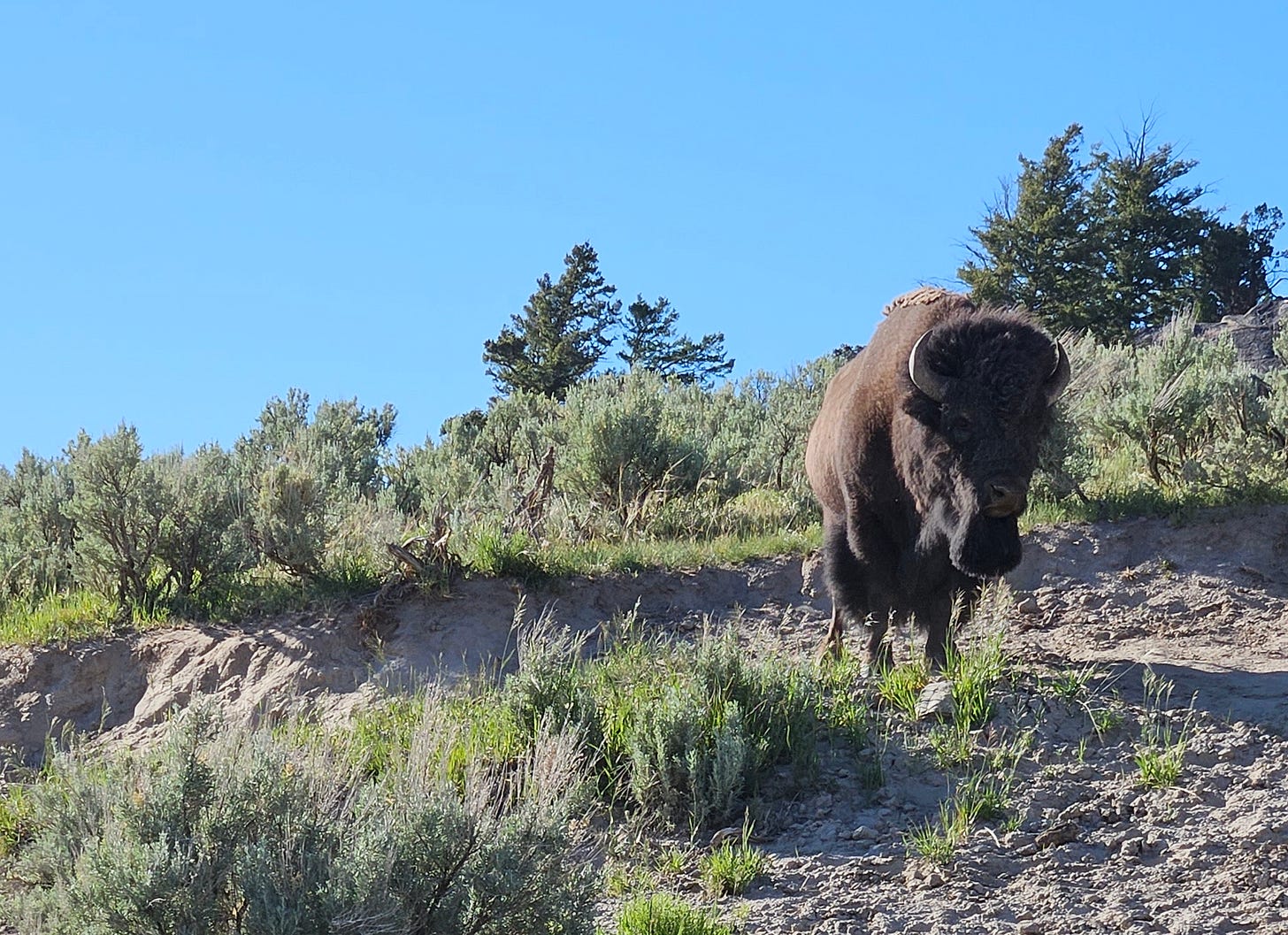 A bison stands on a sandy, sparse grassland at Yellowstone National Park in Wyoming