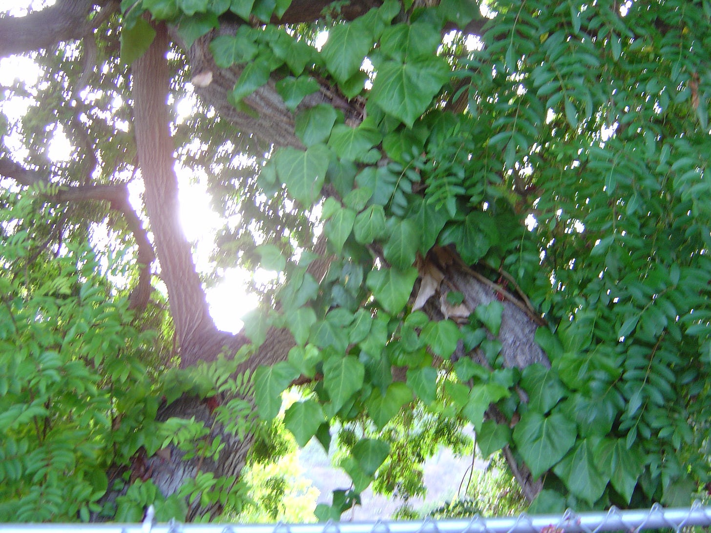 Description of DSC00504