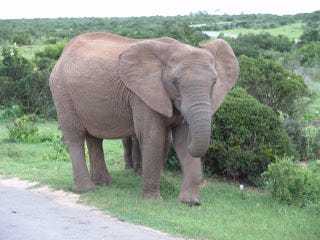 African Elephant