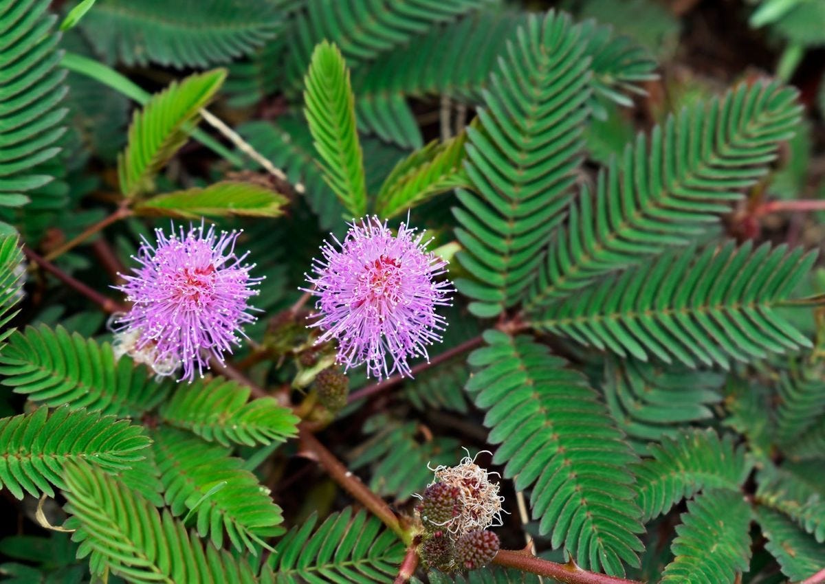 Touch Me Not Plant - Features, Benefits And Care | How To Grow Mimosa Pudica