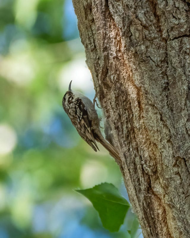 20260325-Tubac-170-Edit.jpg 20260325-Tubac-170-Edit.jpg