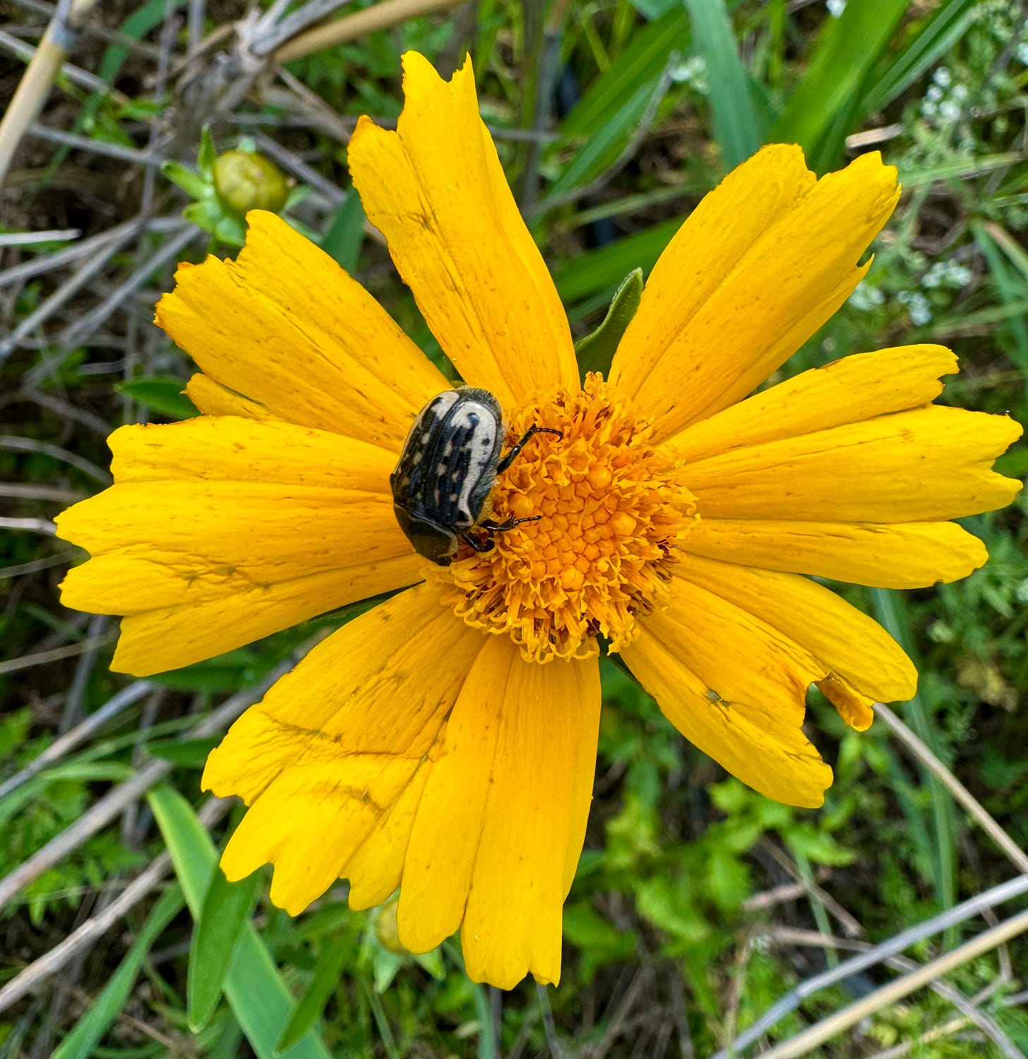 Yellow wildflower with beetle Yellow wildflower with beetle