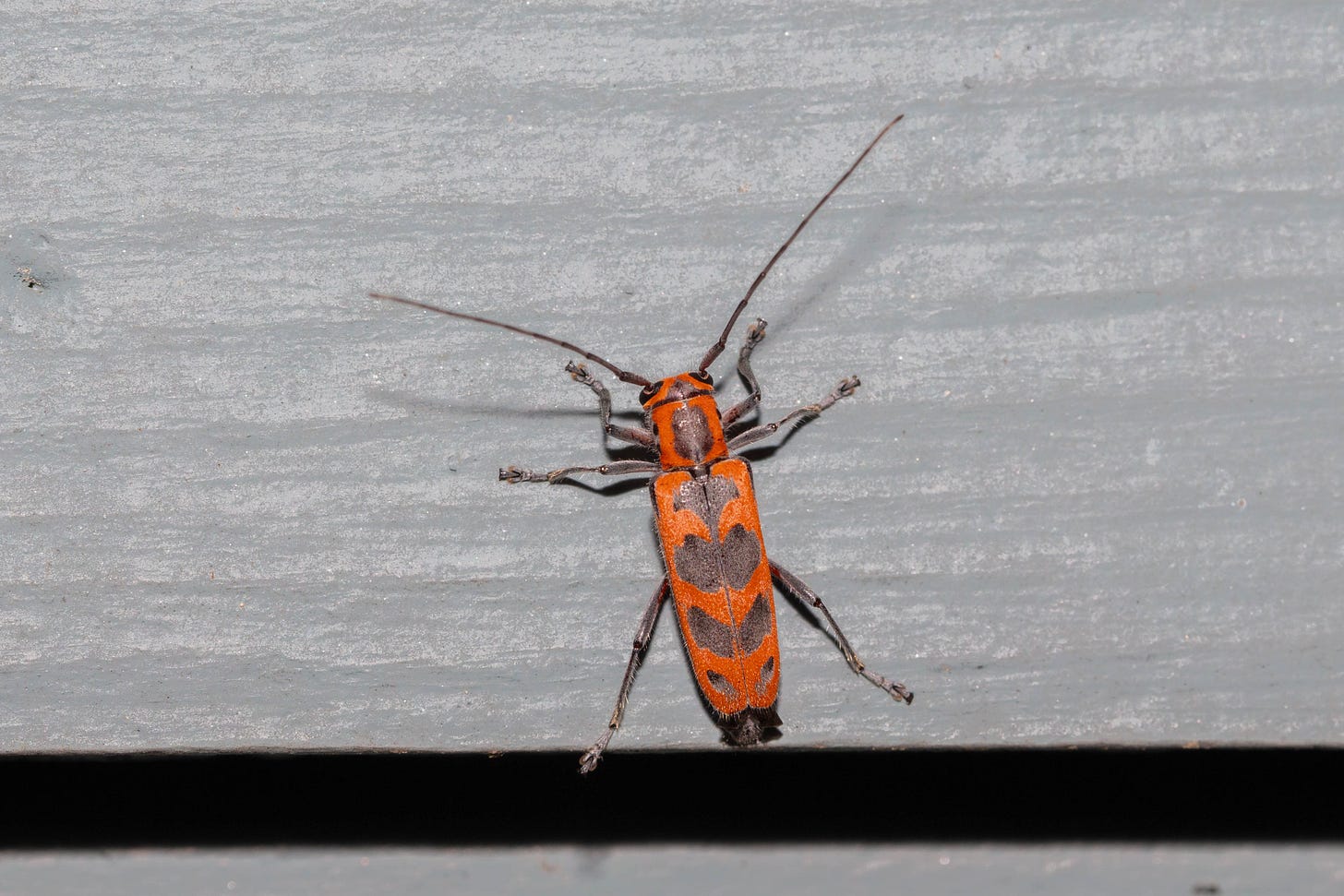 A bright orange-red beetle with black markings and long black antennae.