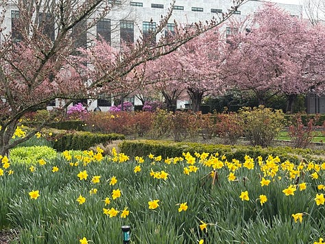 Cherry blossoms in Salem, daffadils, State of Oregon Seal
