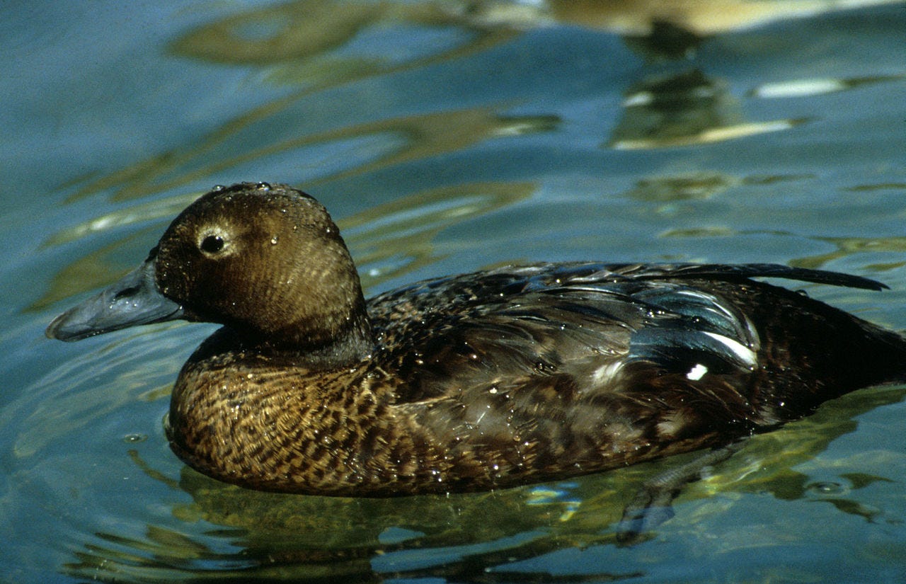 female steller's eider
