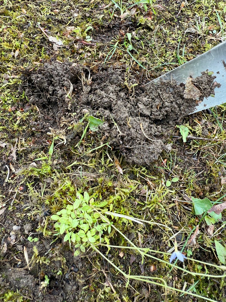 Replanting the Bluets in the highest part of the Woodland that was still in need of some spring fairy magic! Photo 1: finding weeds; 2: loosening soil; 3: pressing in bluets; 4: grouping a couple new plants together.