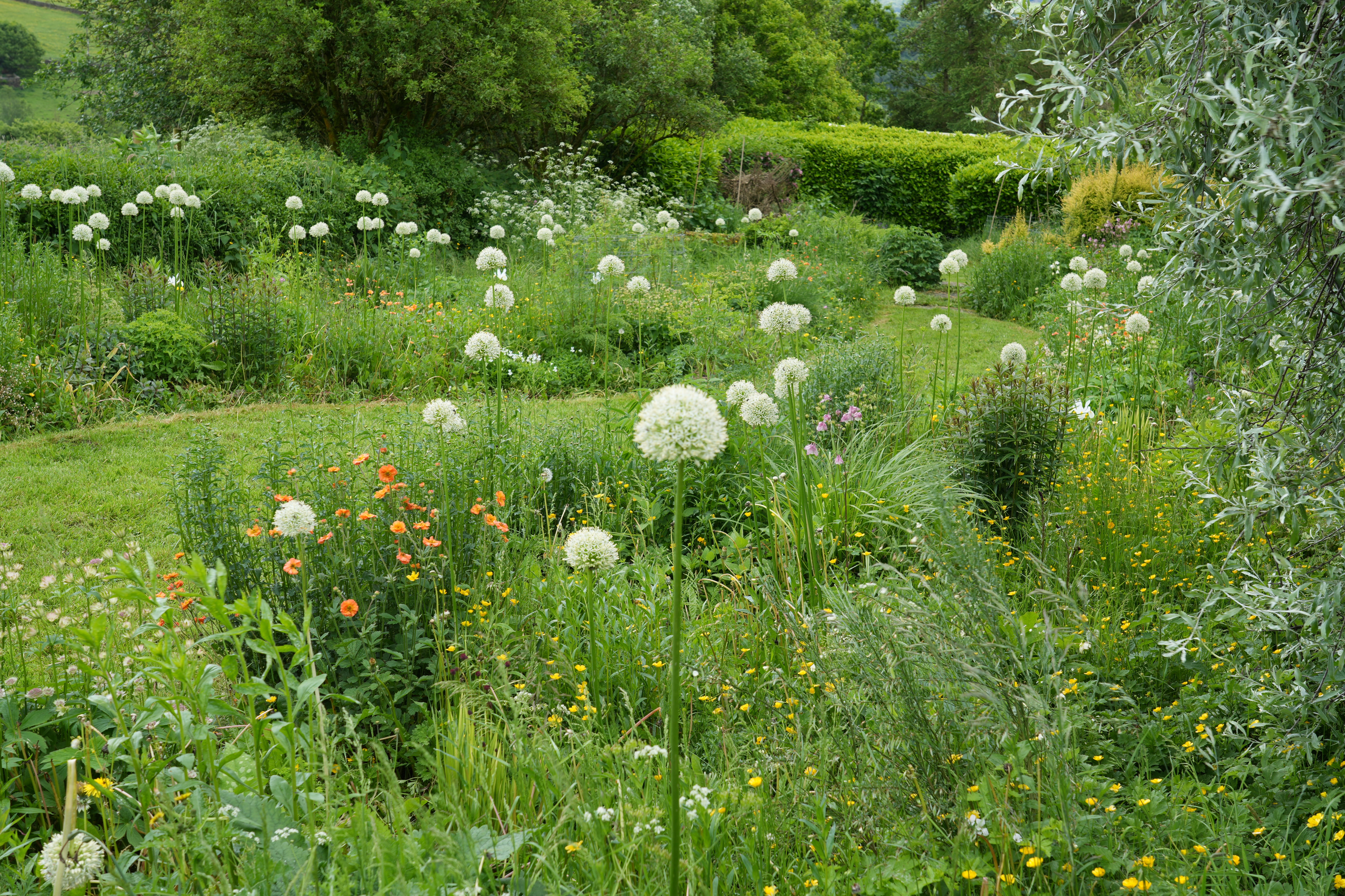 How to plan a contemporary border with matrix planting design