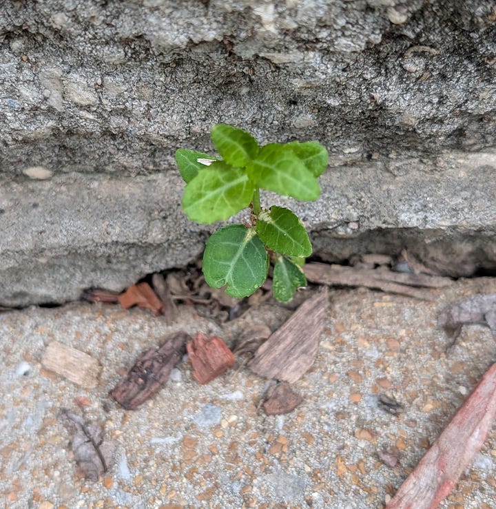 A series of four close-up photographs showing various small, vibrant green plants and seedlings stubbornly sprouting and thriving out of narrow cracks, tight crevices, and gaps within the rough, gray concrete paving stones and heavy textured blocks of an outdoor deck.