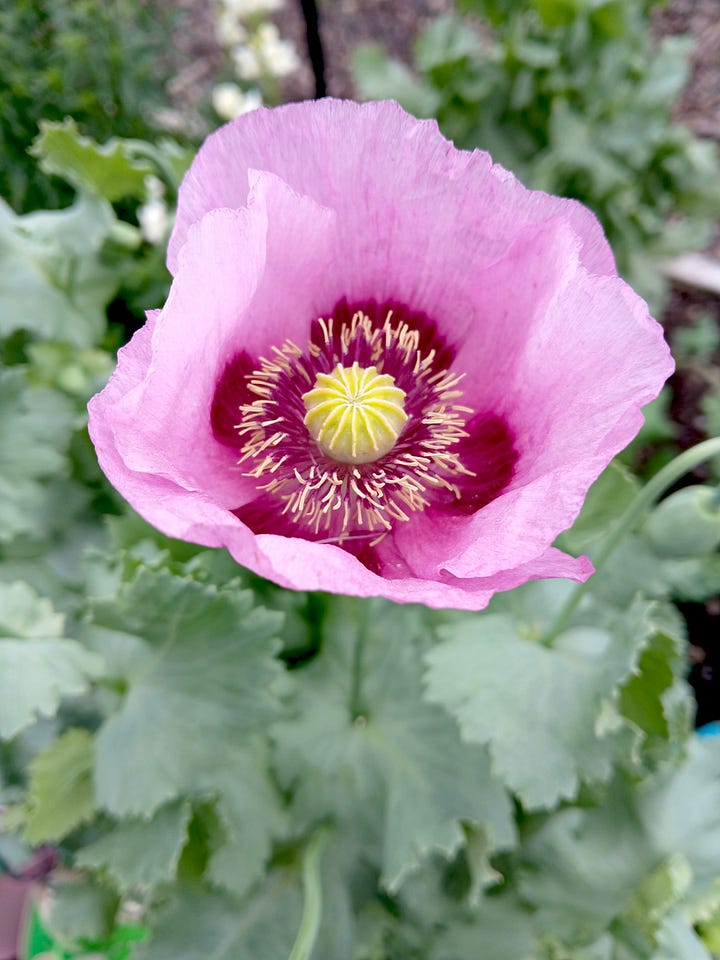 Peonies and Poppy