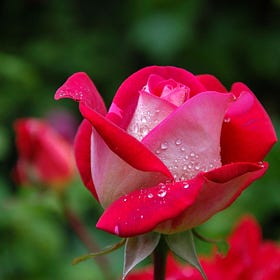 When I Asked God for a Rose