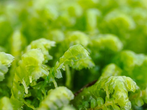 Photogrpahs of a mass of liverworts