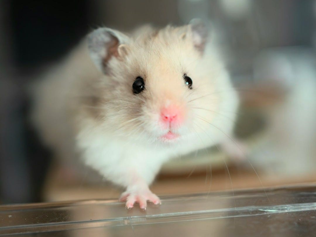 Médicaments plus sûrs sans souffrance animale : l’innovation britannique en marche