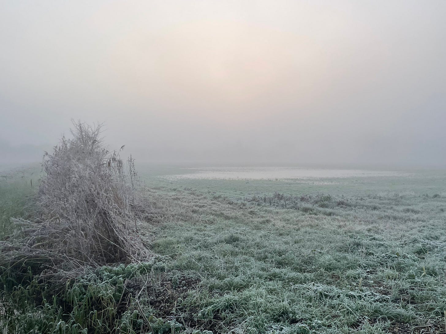 reeds and a foggy field