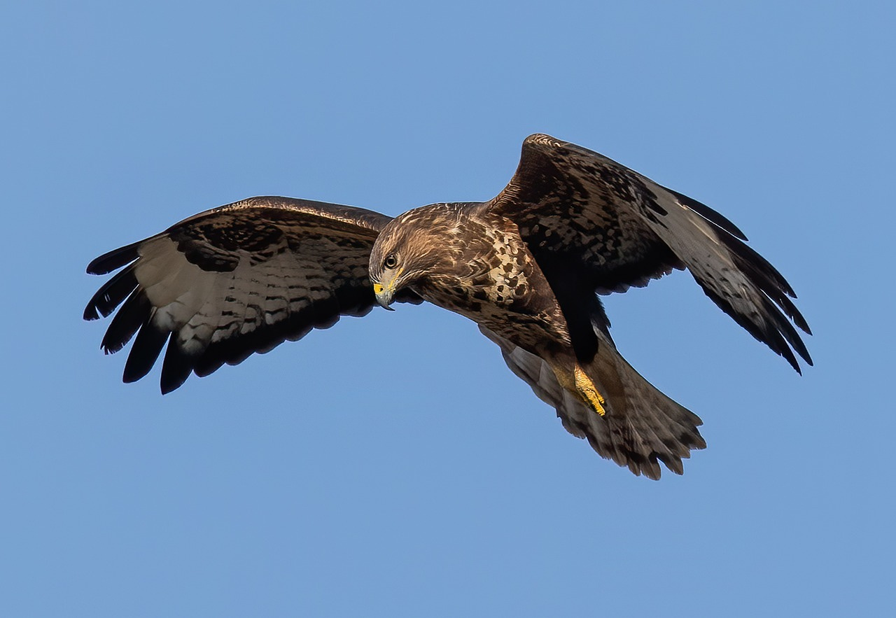 Buzzard flying in blue sky