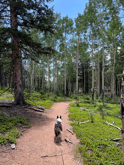 Two dogs hiking in the mountains with their humans