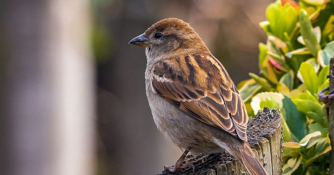 brown bird in a wood near a plant during daytime close-up photography