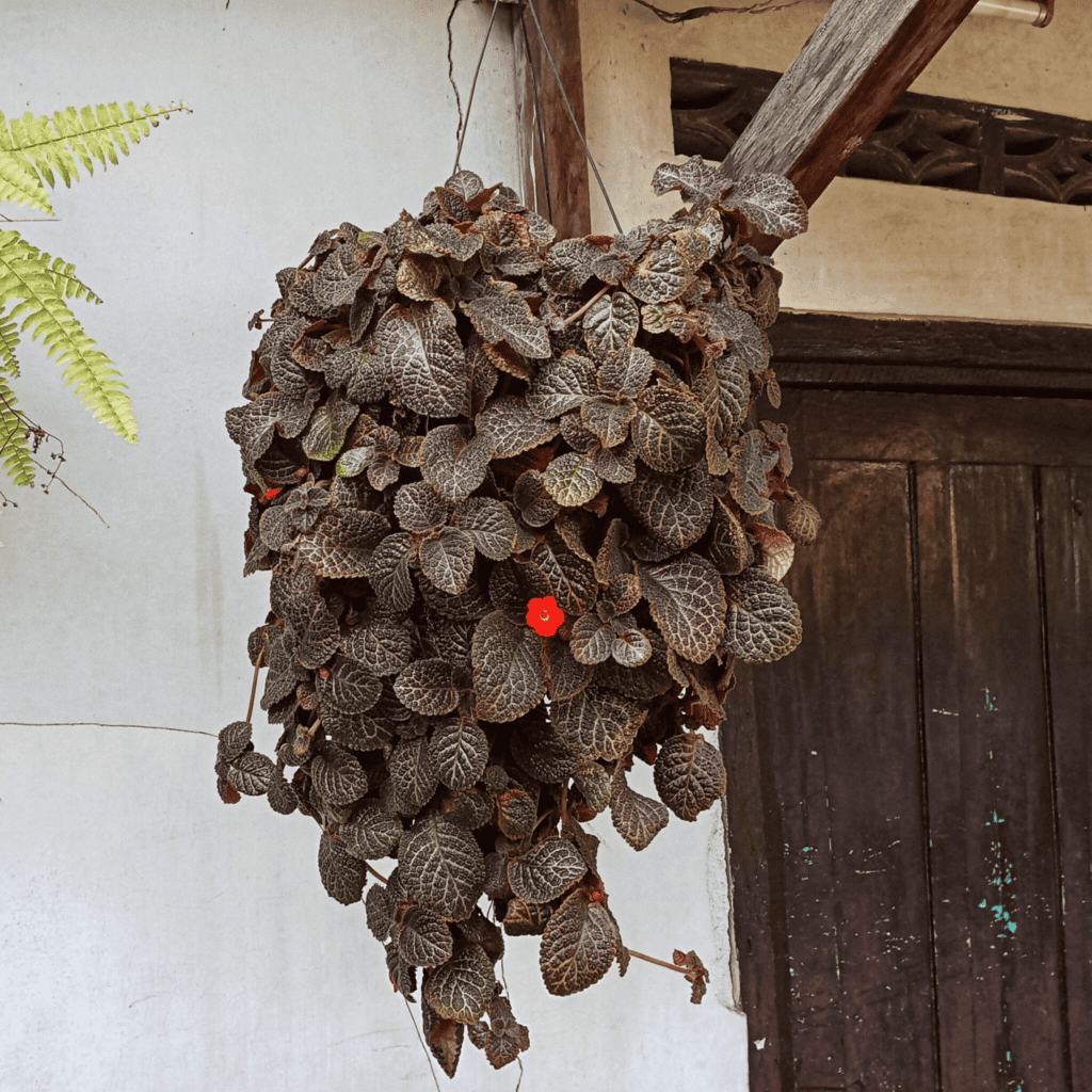 hanging planter work well for herbs